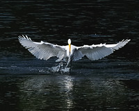They Can Fly