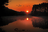 Geese at Sunrise