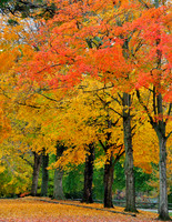 Colors of Fall