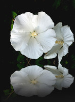 Flora and Macro